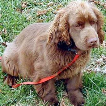 Sussex Spaniel